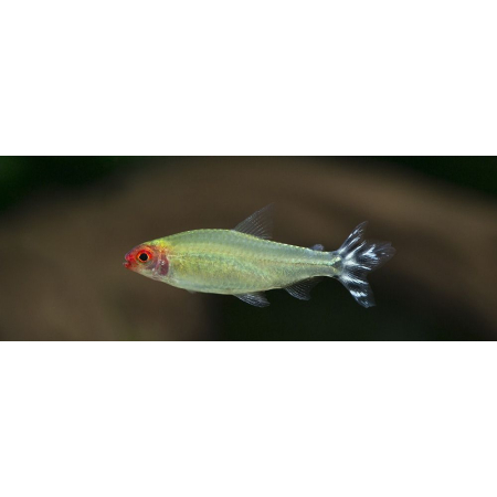 Zwinnik czerwonousty, rodostomus zwinnik